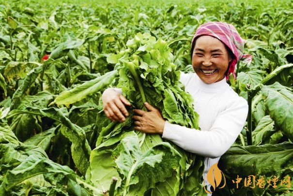 煙葉稅是什么，煙葉稅如何計算