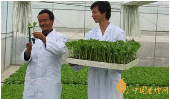 煙草專業(yè)大學排名，煙草專業(yè)就業(yè)前景好