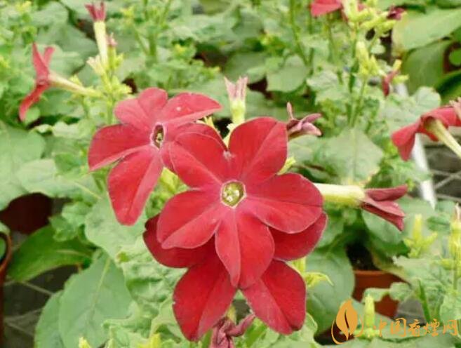 煙草花花語(yǔ)是什么，煙草花什么時(shí)候開(kāi)花