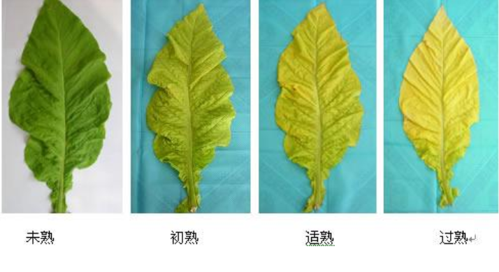 影響煙葉成熟度的因素 四大提升煙葉成熟度的途徑