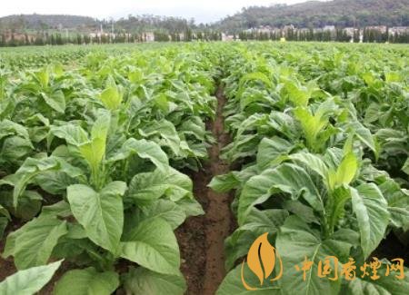 湖南瀏陽煙草局依托G80烤煙特色品種為煙農(nóng)創(chuàng)收9375萬元！