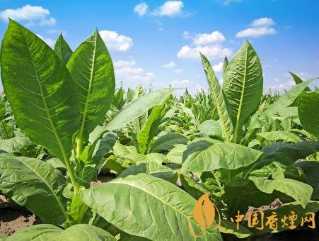 2020年煙草綠色防控 全力支持煙區(qū)生態(tài)安全建設(shè)！