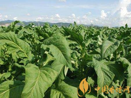 云南煙草經(jīng)濟數(shù)據(jù)公開 今年煙草工商稅收預(yù)計達268億元！