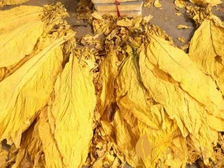 夏季煙草烘烤需要注意什么 江西峽江開(kāi)始烤煙三步