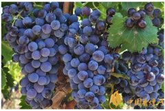 葡萄酒品鑒入門(mén)知識(shí)：酒精會(huì)影響葡萄酒的品質(zhì)嗎